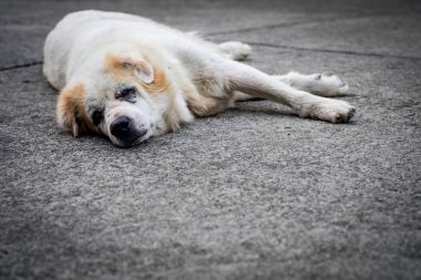 Yaşlı köpek sokak.