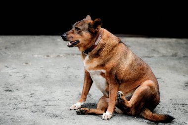 Oturan şişman köpek.
