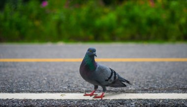 Rock güvercin kuşu.