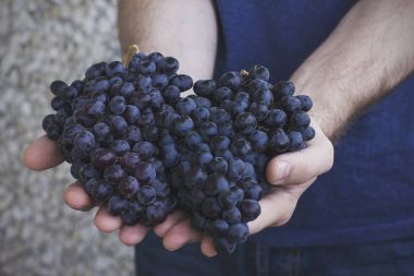 The man holds in his hands the clusters of ripe black grapes clipart
