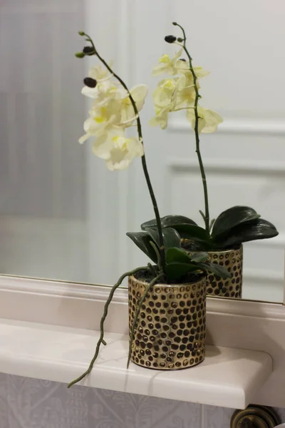 Interior flower Orchid in the pot on the shelf in the bathroom