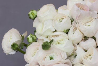 Gri arka plan üzerinde beyaz Düğünçiçeği büyük buket