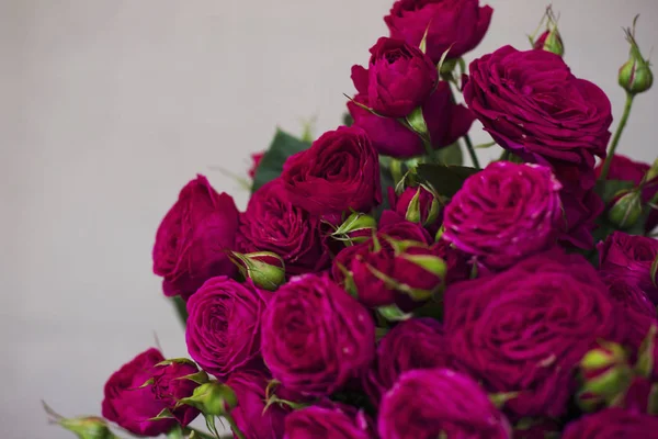 Μεγάλο μπουκέτο από όμορφο σκούρο ροζ τριαντάφυλλα σε γκρίζο φόντο — Φωτογραφία Αρχείου