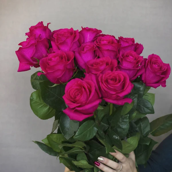 Big bouquet of beautiful dark pink roses in woman hands on grey background