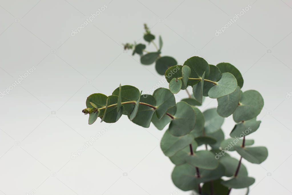 The eucalyptus branches in glass with water on white background