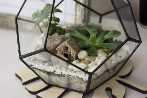 Небольшая модель дома среди скал и соков в террариуме, концепция мечты о собственном доме — стоковое фото