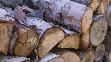 Huş ağacı ahşap kıyılmış ve yığılmış yığını. Doku, arka plan. Seçici odak