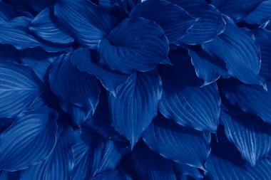 Mavi renkli egzotik yaprakları olan güzel, doğal, koyu bir arka plan. Yılın moda renk konsepti, klasik mavi arka plan. 2020 eğilim - klasik mavi, kenar üstü görünüm, tasarım düzeni.