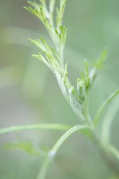 spicy herb fennel macro photo, blur