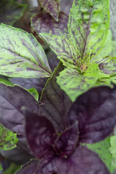 green and purple basil leaves macro photo