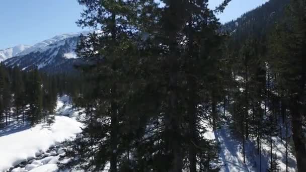 Arbre sur les montagnes Mamay 