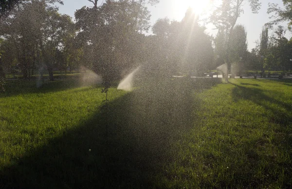 In the park, a sprinkler is watering the lawn. Automatic lawn watering on a sunny day