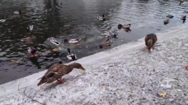 Yapay havuzda ördekleri beslemek. Kuşlar, su kuşlarına ekmek atan insanlara çok yakındı..