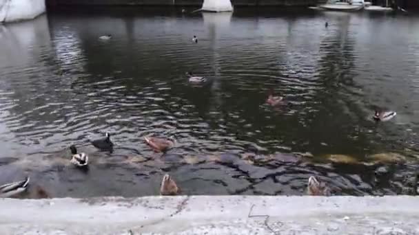 Yapay Havuzda Ördekleri Beslemek Kuşlar Kuşlarına Ekmek Atan Insanlara Çok — Stok video