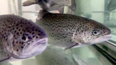 The man has blood on his teeth, severe bleeding of the gums after a blow to the jaw. Close-up of teeth after a fight or bruise