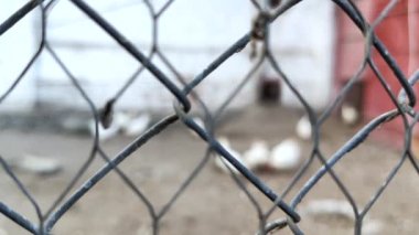 Tavuklar parmaklıkların arkasında. Zavallı tavuk çiftliği koşulları. Hayvanları kafese kapatma kavramı ve tavuk hakları için hayvan refahı toplumunun mücadelesi..