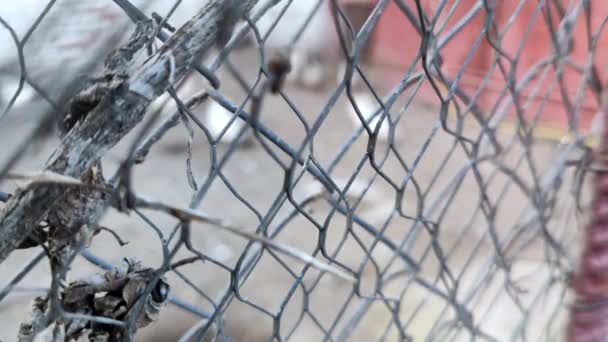 Hens Close Bars Poor Chicken Farm Conditions Concept Animal Confinement — Αρχείο Βίντεο