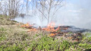Ormandaki bir yangının yakın çekimi. Çimenler ve yakındaki küçük ağaçlar yanıyor. Yangını ve yaz yangınını dikkatsizce idare etmek
