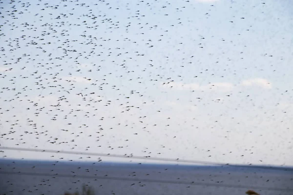 Swarm Mosquitoes Background Sea Mosquitoes Males Fly Water Texture Nature — Stock Photo, Image