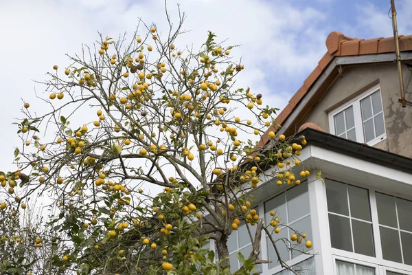 Lemon tree in a village