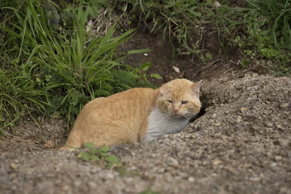 Gato Sem Orelha Está Escondido — Fotografia de Stock