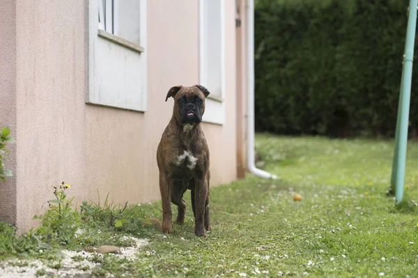 Портрет Боксерського Собаки — стокове фото