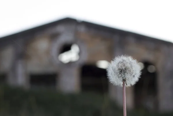 Zbliżenie Dandelion Zachodzie Słońca — Zdjęcie stockowe