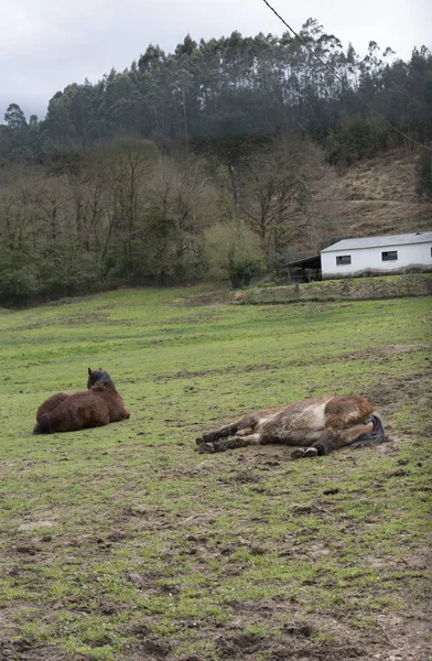 Cavalo Está Deitado Campo — Fotografia de Stock