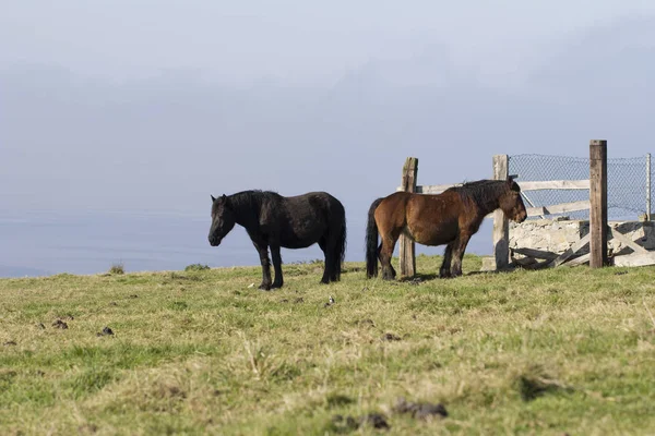 Dois Cavalos Prado — Fotografia de Stock