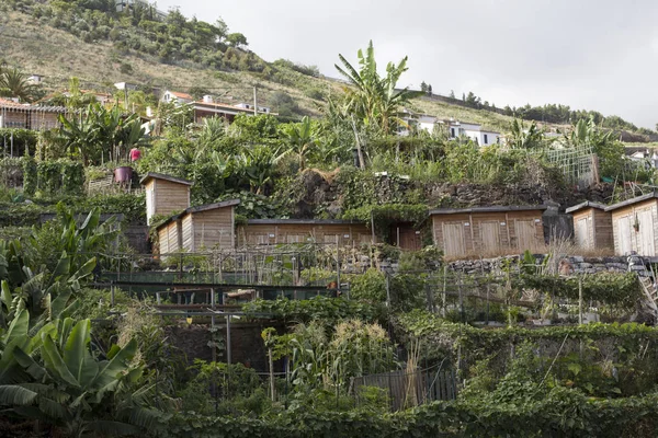 Sebze Bahçesi. Funchal. Madeira.