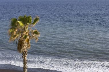 Okyanus manzaralı arka plan ile Formosa plajda Palmiye ağacı