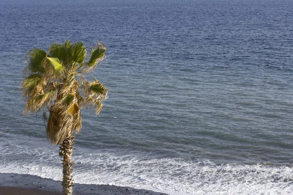 Φοινικόδεντρα Στην Παραλία Φορμόζα Φόντο Τον Ωκεανό — Φωτογραφία Αρχείου