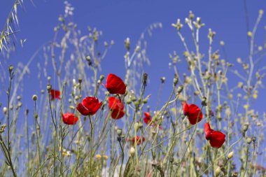 bir alandaki haşhaş