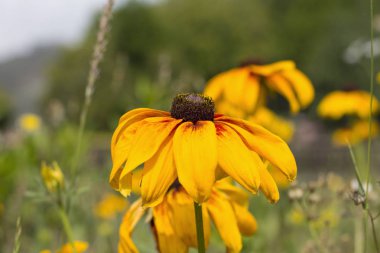 Sarı çiçekleri kapat.