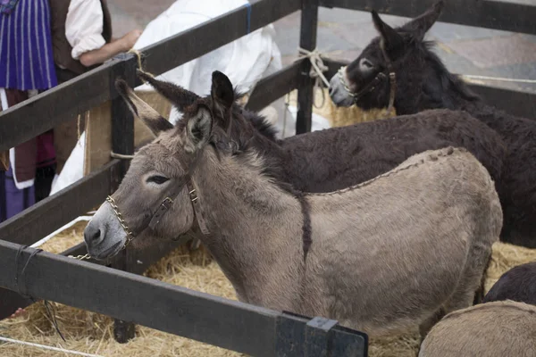 Burros Recinto — Foto de Stock