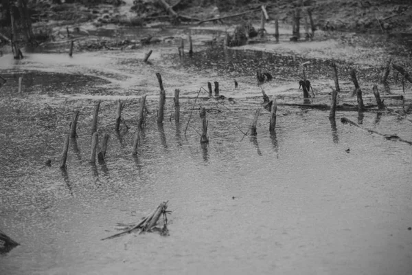 Uprawa Kukurydzy Uszkodzona Przez Powódź — Zdjęcie stockowe