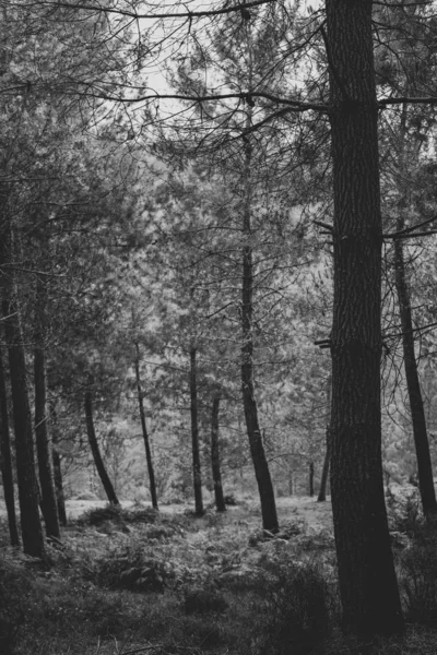 Erdő Ködben Fekete Fehérben — Stock Fotó