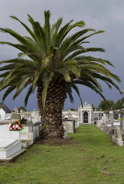 Palmboom Een Begraafplaats — Stockfoto