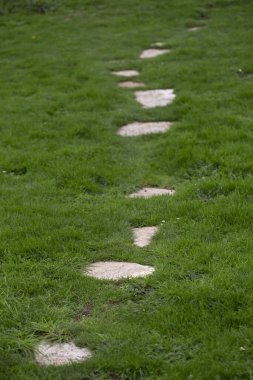 Taşlı yeşil çimen