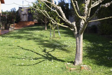 Bahçedeki ağaç ve gölge