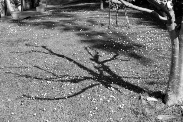 Shadow Tree — Zdjęcie stockowe