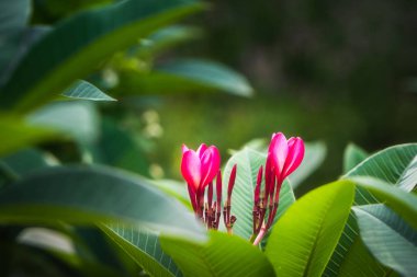 Yeşil zemin üzerine pembe plumeria.