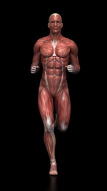 Çalışan adam - kas anatomisi