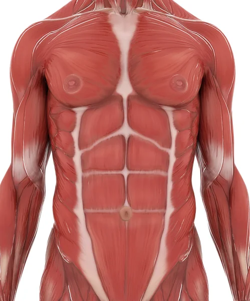 Anatomia mapa muscular em branco isolado — Fotografia de Stock