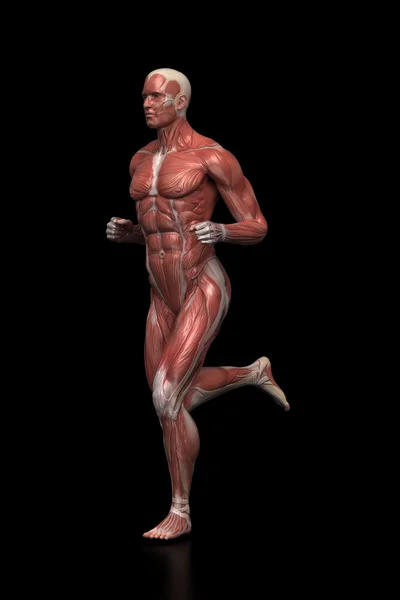 Hombre corriendo - anatomía muscular — Foto de Stock