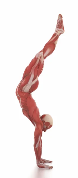 Anatomie Muskelkarte weiß isoliert - Aufwärmpose — Stockfoto