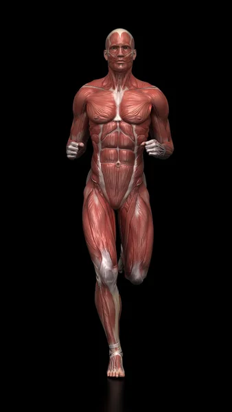 Homme qui court - anatomie musculaire — Photo