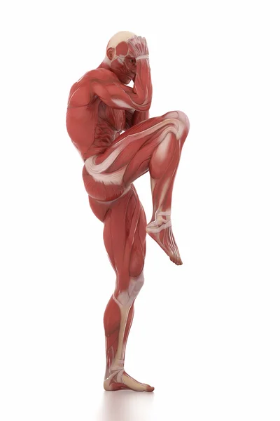 Anatomie spier kaart wit geïsoleerd - vechten pose — Stockfoto