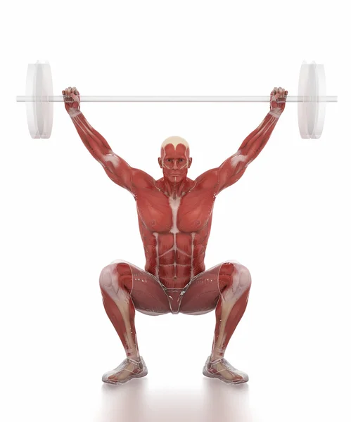Anatomia mapa muscular branco isolado - levantamento de peso esquentar — Fotografia de Stock