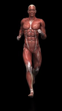 çalışan adam kas anatomisi